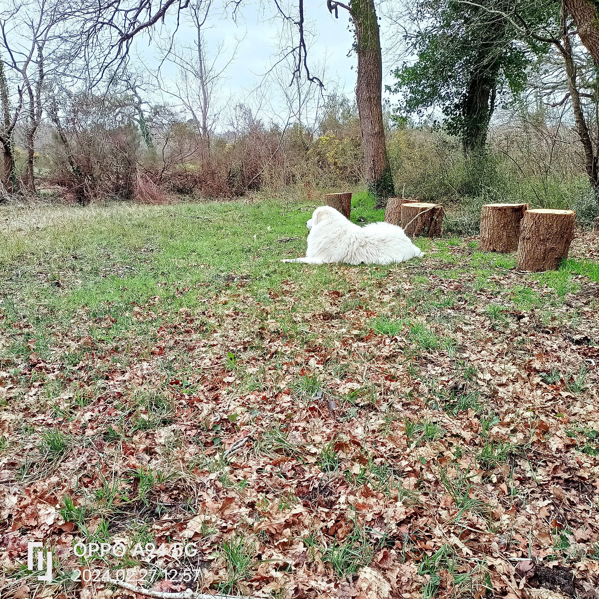 Snow participe au concours pour gagner de l'argent avec cette photo : deciduous, environmental_art, flowering_plant, forest, garden, grass, grassland, groundcover, landscape, natural_landscape, pasture, plant, shrub, sky, soil, tree, trunk, twig, wood, woodland