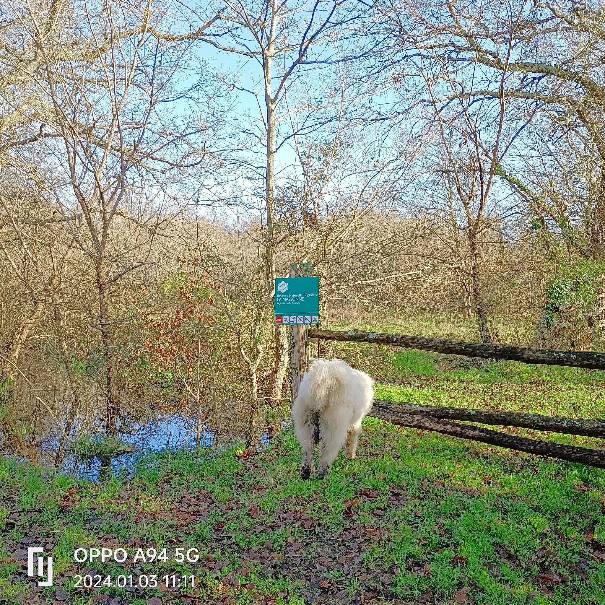 Snow participe au concours pour gagner de l'argent avec cette photo : carnivore, companion_dog, dog, forest, grass, grassland, grazing, landscape, meadow, natural_landscape, pasture, people_in_nature, plant, shrub, sky, sporting_group, tree, wildlife, woodland, working_animal