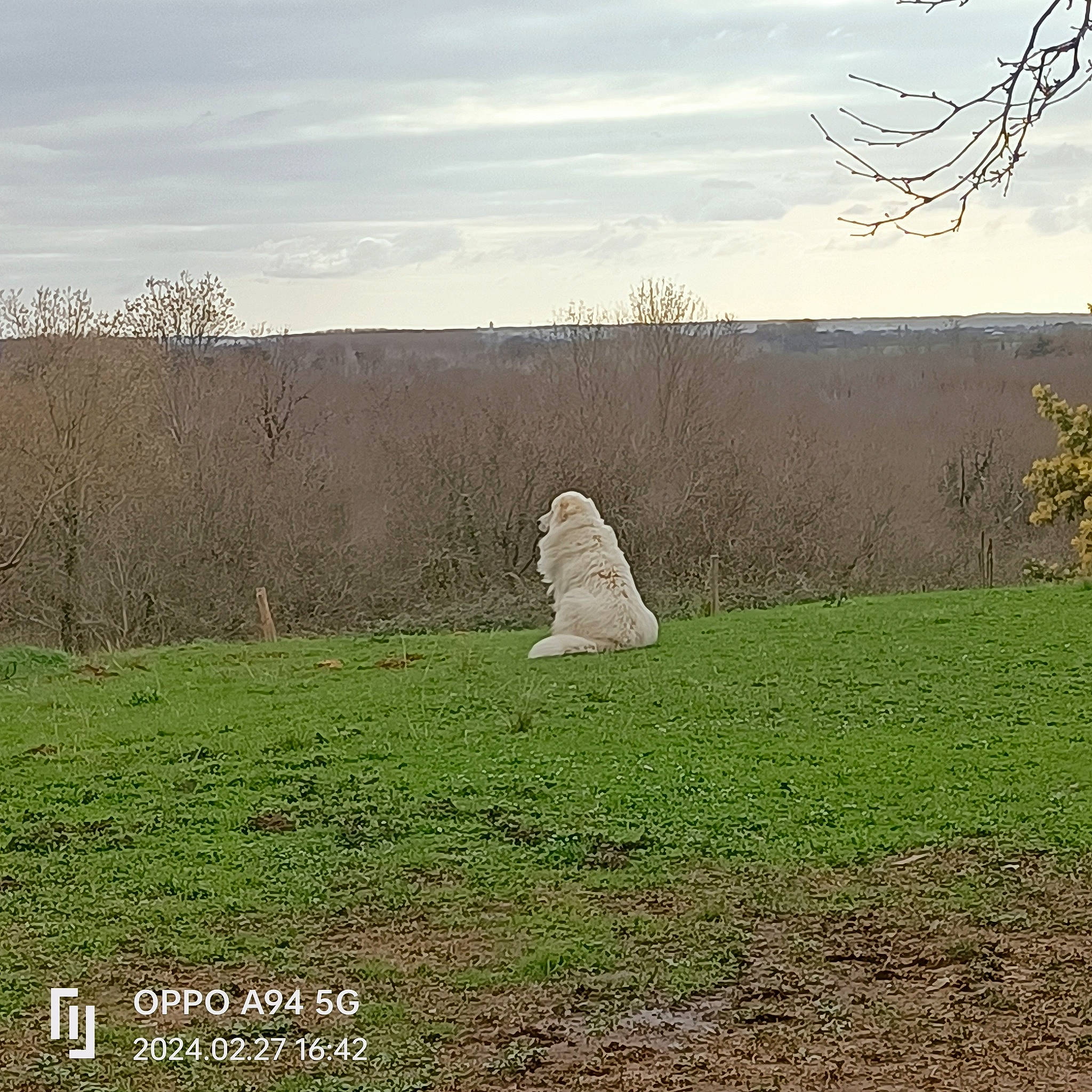 Snow a rejoint le concours — aidez-le/la à gagner de superbes lots ! cloud, field, grass, grassland, happy, horizon, land_lot, landscape, meadow, natural_landscape, pasture, people_in_nature, plain, plant, prairie, sky, soil, tints_and_shades, tree, wildlife