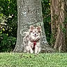 dog, puppy, fluffy, small_dog, white_fur, brown_fur, red_harness, sitting, outdoors, grass, tree, tree_trunk, garden, park, greenery, nature, portrait, pet, happy, smiling