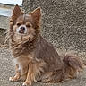 dog, chihuahua, small_dog, fluffy, long_hair, brown_fur, sitting, outdoor, pavement, concrete, wall, building, portrait, pet, animal, pointed_ears, curled_tail, looking_at_camera, facial_expression, daylight