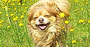 Timy a rejoint le concours — aidez-le/la à gagner de superbes lots ! dog, small_dog, fluffy, long_hair, brown_fur, happy, smiling, tongue_out, outdoors, meadow, dandelions, flowers, nature, sunny, grass, running, playful, portrait, collar, cute