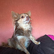 Timy a rejoint le concours — aidez-le/la à gagner de superbes lots ! dog, small_dog, long_hair, fluffy, brown, cream, portrait, sitting, bed, blanket, bedspread, bedroom, indoor, pink_wall, pointed_ears, snout, eyes, fur, pet, cute