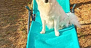 Vici a rejoint le concours — aidez-le/la à gagner de superbes lots ! dog, white_dog, fluffy, long_hair, sitting, lounge_chair, turquoise, backyard, outdoor, sunlight, tree, grass, dry_ground, garden, patio, canine, pet, portrait, summer, relaxed