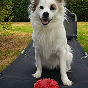Vici a rejoint le concours — aidez-le/la à gagner de superbes lots ! dog, puppy, white_fur, fluffy, long_hair, pointed_ears, happy, smiling, sitting, outdoors, garden, grass, hedge, chair, lounge_chair, dog_toy, red_ball, pet, portrait, daylight