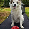 dog, puppy, white_fur, fluffy, long_hair, pointed_ears, happy, smiling, sitting, outdoors, garden, grass, hedge, chair, lounge_chair, dog_toy, red_ball, pet, portrait, daylight