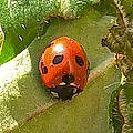 Nadia A.