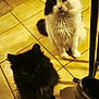 cat, black_cat, white_cat, pets, floor, tile_floor, indoor, fur, whiskers, animal, eyes, curious, sitting, shoes, chair_leg, shadow, domestic, cute, feline, two_cats
