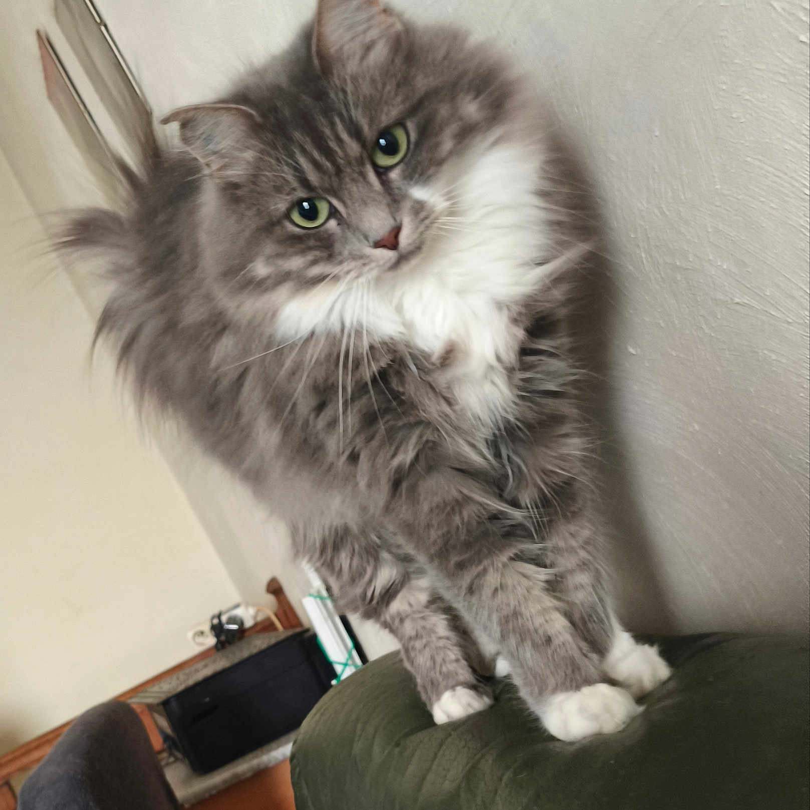 Smokey participe au concours pour gagner de l'argent avec cette photo : animal, cat, couch, cozy, curious, domestic_animal, feline, fluffy, furniture, gray_cat, green_eyes, household, indoor, pet, portrait, soft_fur, tilted_head, wall, whiskers, white_paws