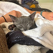 Nimbus is registered to the contest to win money with this photo: animal, arm, blanket, close_up, comfort, cozy, cute, furry, gray_cat, indoor, kitten, paw, person, pet, relaxation, resting, sleeping, soft_texture, white_blanket, wristband