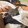 animal, arm, blanket, close_up, comfort, cozy, cute, furry, gray_cat, indoor, kitten, paw, person, pet, relaxation, resting, sleeping, soft_texture, white_blanket, wristband
