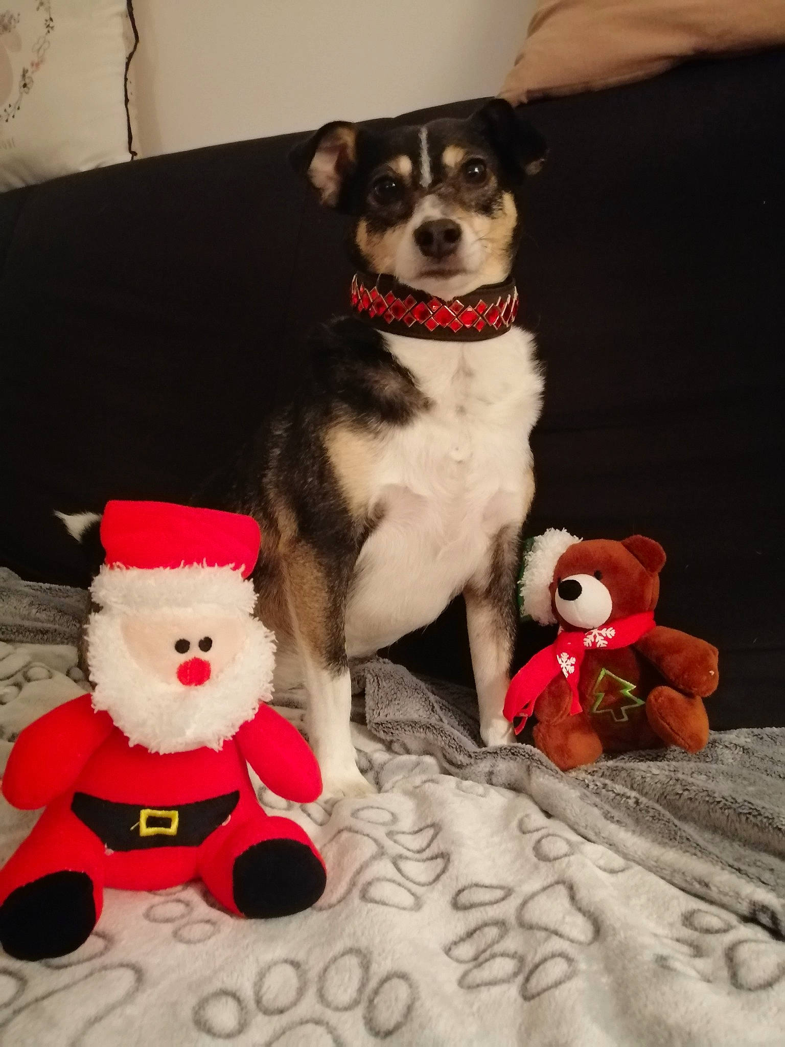 Lola a rejoint le concours — aidez-le/la à gagner de superbes lots ! canidae, carmine, carnivore, collar, companion_dog, costume_hat, dog, dog_breed, dog_clothes, dog_supply, fawn, fictional_character, fur, hat, lawn_ornament, ornament, pet_supply, stuffed_toy, tail, toy