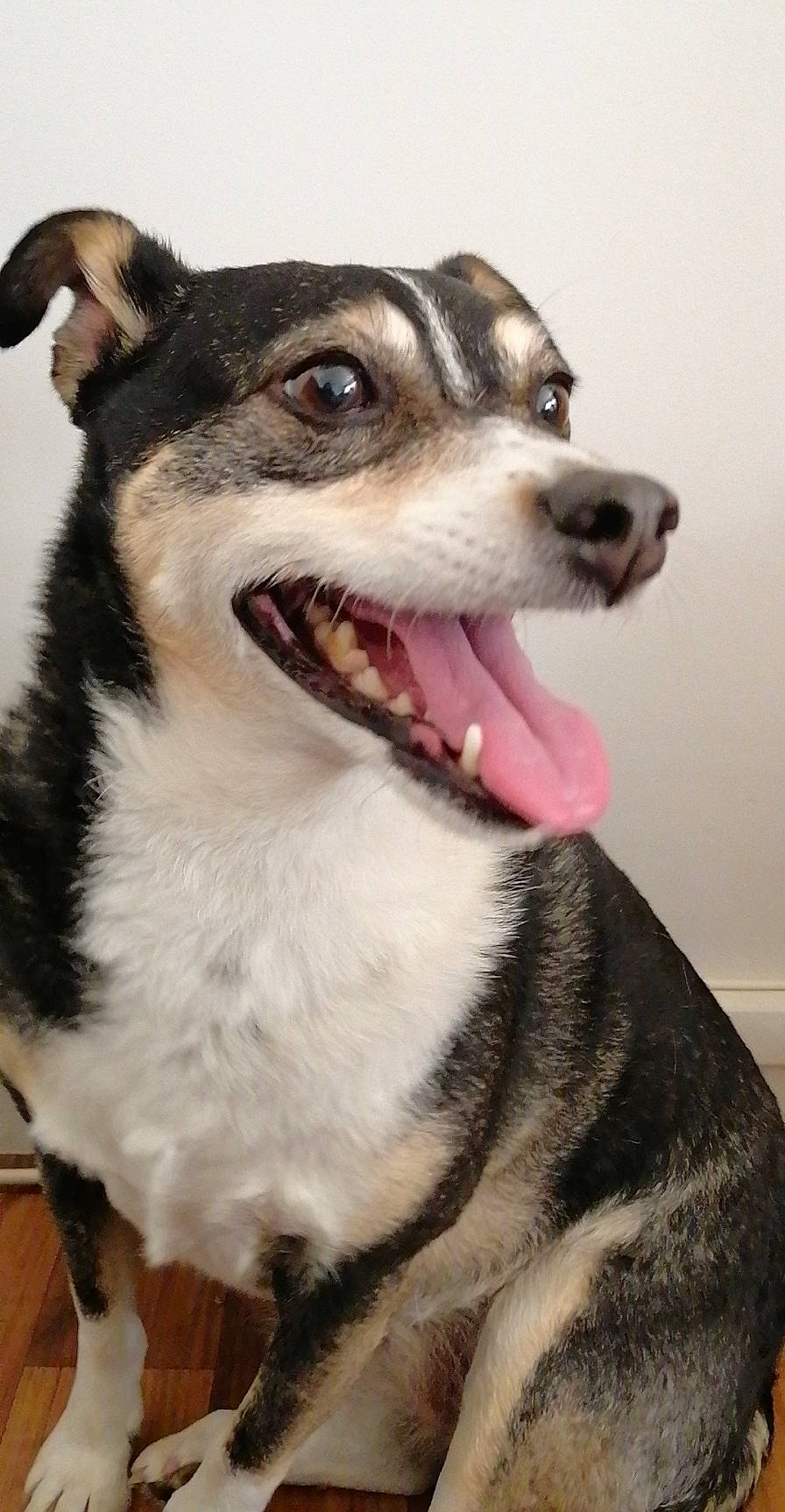 Lola a rejoint le concours — aidez-le/la à gagner de superbes lots ! ancient_dog_breeds, canidae, canis, carnivore, collar, companion_dog, dog, dog_breed, fang, fur, jaw, leash, sled_dog, smile, snout, sporting_group, terrestrial_animal, whiskers, working_animal, working_dog