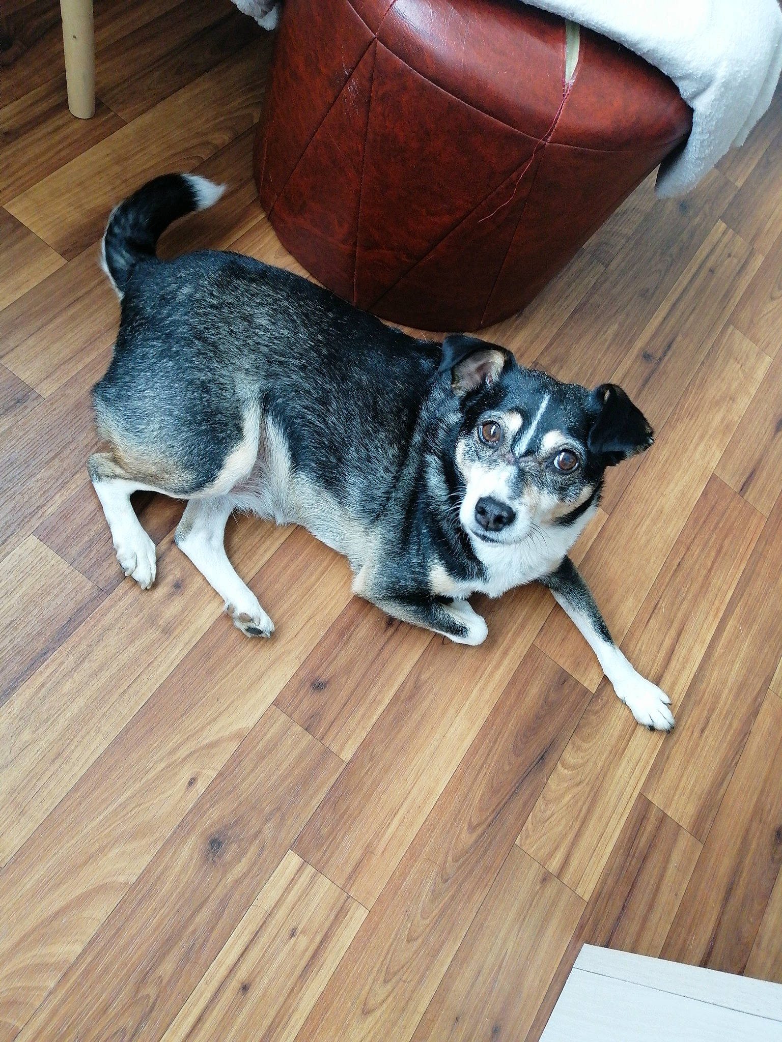 Lola participe au concours pour gagner de l'argent avec cette photo : barrel, carnivore, chair, comfort, companion_dog, couch, dog, dog_breed, floor, flooring, flowerpot, hardwood, laminate_flooring, snout, sporting_group, tail, wood, wood_flooring, wood_stain, working_animal