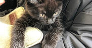 Spider is registered to the contest to win money with this photo: kitten, black_cat, pet, animal, fur, paws, person, jacket, bag, hand, curious, resting, indoor, closeup, cute, young, mammal, whiskers, feline, holding