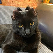 Spider joined the competition — help win amazing prizes! black_cat, cat, pet, animal, indoor, feline, yellow_eyes, curled_ears, relaxed, couch, fabric, plant, brick_wall, close_up, domestic_animal, whiskers, fur, cute, portrait, resting