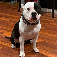 Jack joined the competition — help win amazing prizes! alert, animal, black_and_white, canine, companion, cute, dog, domestic, ears, four_legs, fur, household, indoor, medium_size, pet, portrait, sitting, spiked_collar, tail, wooden_floor