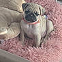 puppy, dog, pug, pet, bed, plush_toy, pink, fluffy, collar, playpen, indoor, cute, animal, young, portrait, sitting, fur, pet_bed, toy, domestic_animal