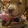 puppy, dog, basket, blanket, toy, pink_toy, indoor, floor, curious, blue_eyes, cozy, soft, pet, young_dog, animal, cute, fur, ears, expression, playful