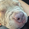 dog, close_up, sleeping, nose, pet, animal, puppy, furry, face, relaxed, cute, domestic_animal, whiskers, snout, resting, cozy, fur, companion, indoor, human_arm