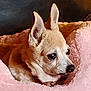 dog, chihuahua, small_dog, pet, animal, ears, bed, pink_bed, cozy, fur, cute, domestic_animal, resting, indoor, closeup, portrait, canine, companion, cute_pet, alert