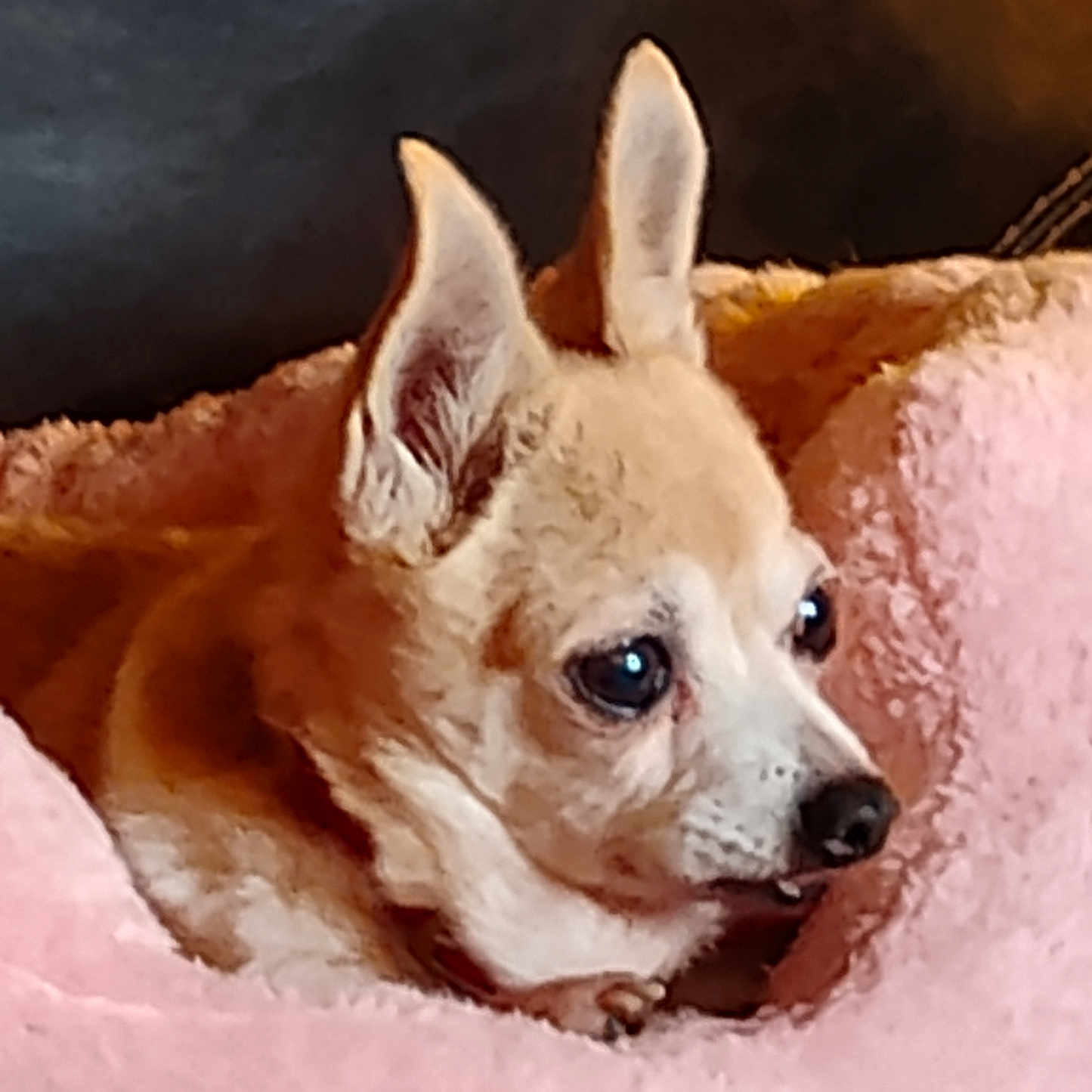 Deedee Didio joined the competition — help win amazing prizes! alert, animal, bed, canine, chihuahua, closeup, companion, cozy, cute, cute_pet, dog, domestic_animal, ears, fur, indoor, pet, pink_bed, portrait, resting, small_dog