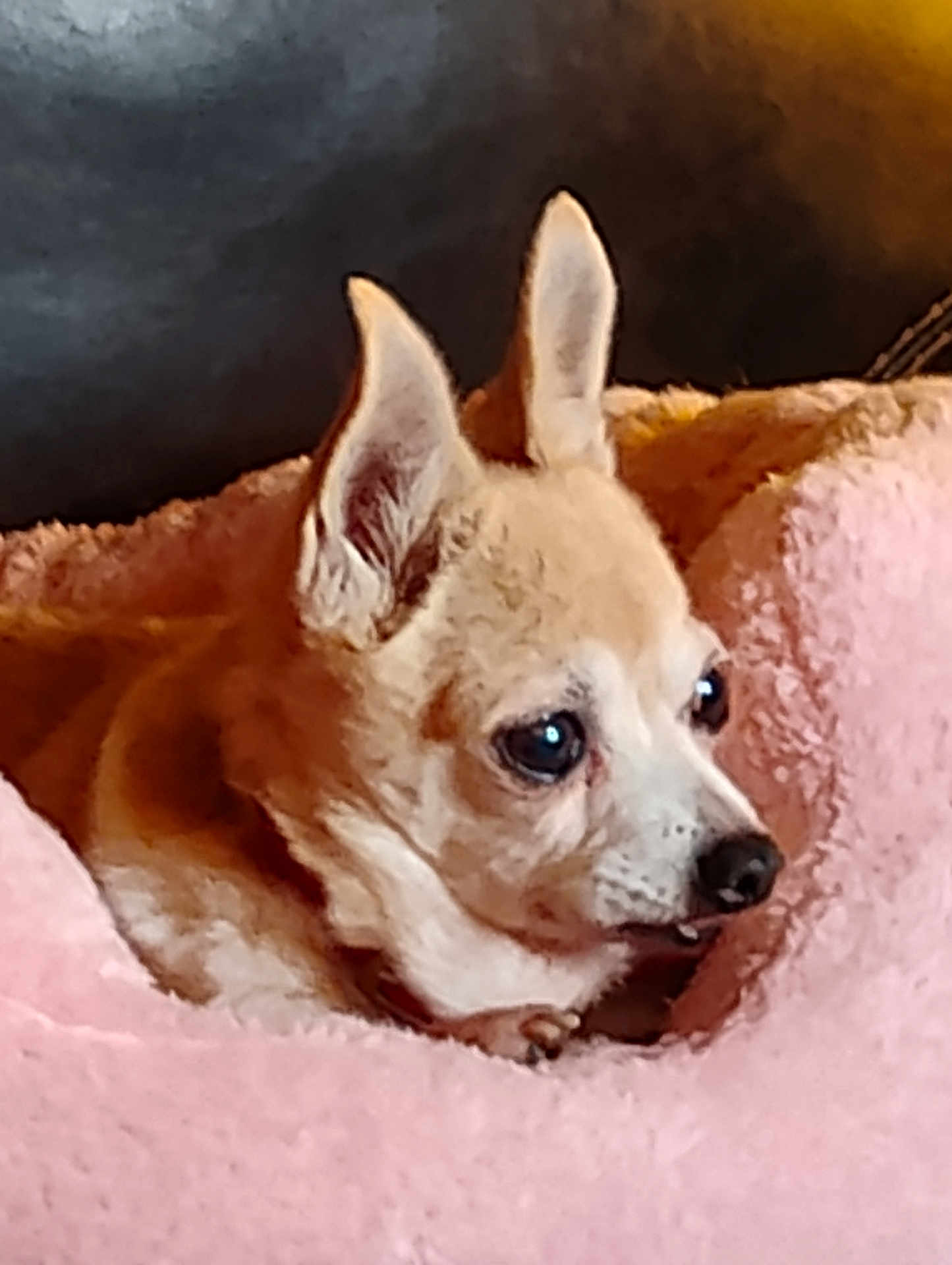 Deedee Didio joined the competition — help win amazing prizes! dog, chihuahua, small_dog, pet, animal, ears, bed, pink_bed, cozy, fur, cute, domestic_animal, resting, indoor, closeup, portrait, canine, companion, cute_pet, alert