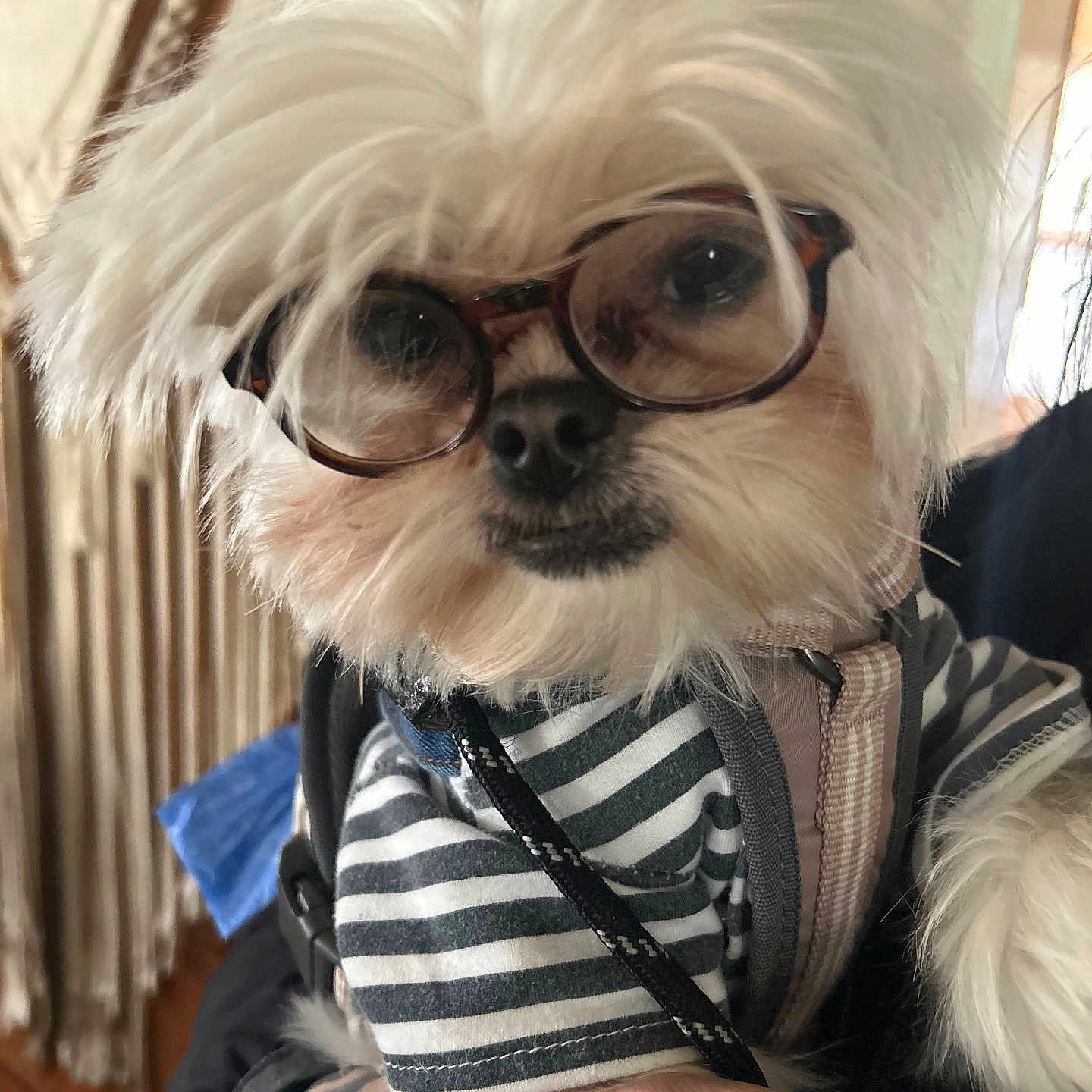 Gizmo joined the competition — help win amazing prizes! accessories, affenpinscher, animal, bodypart, canine, clothing, coat, dog, face, glasses, head, jacket, person, pet, photography, portrait, puppy, sunglasses, terrier, whitedog