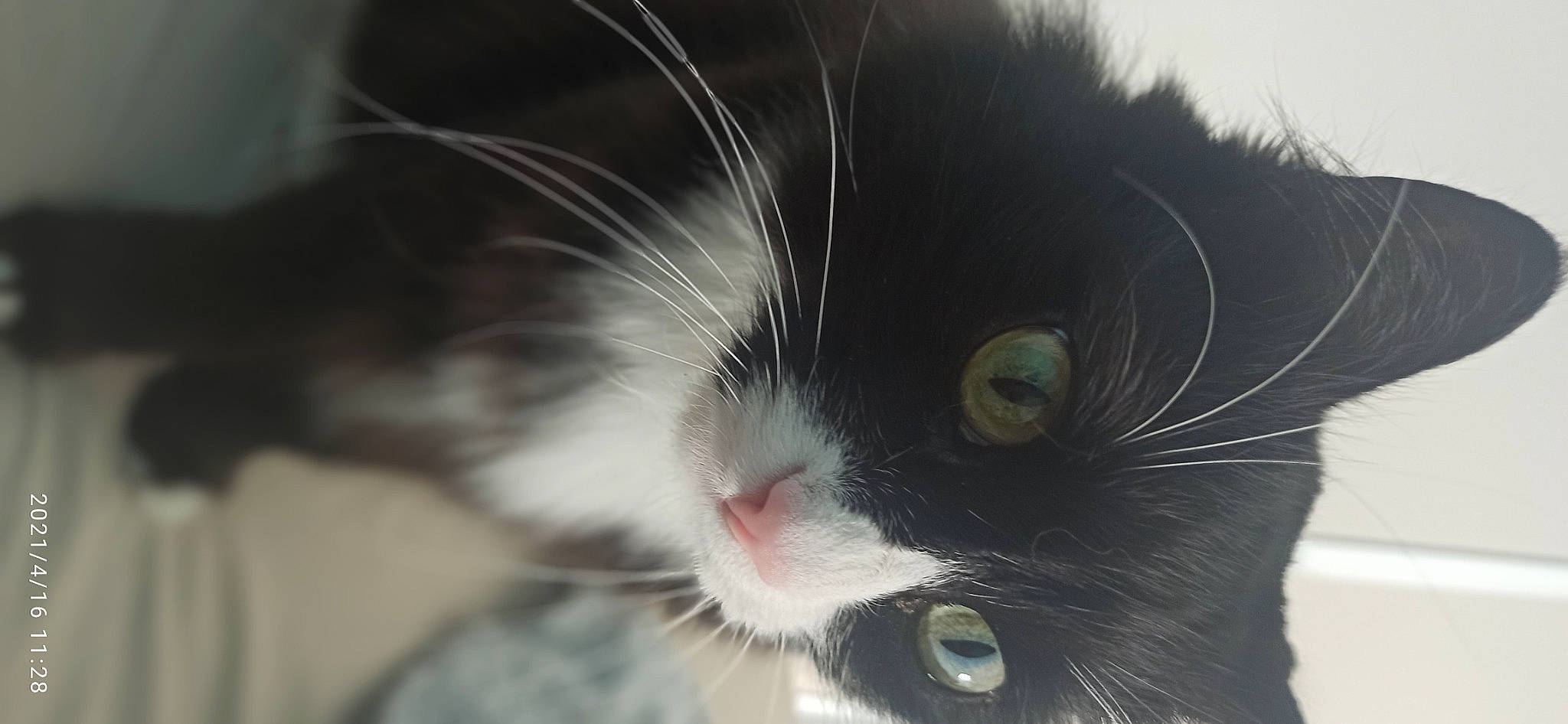 Feline