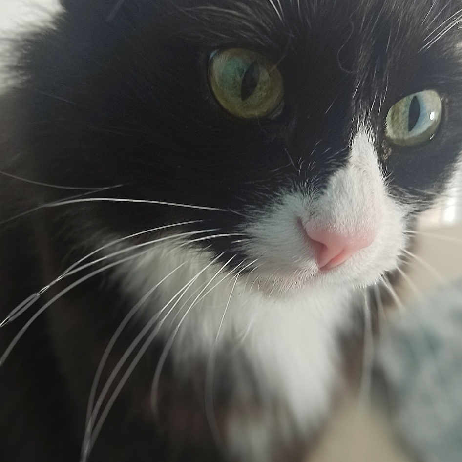 Feline