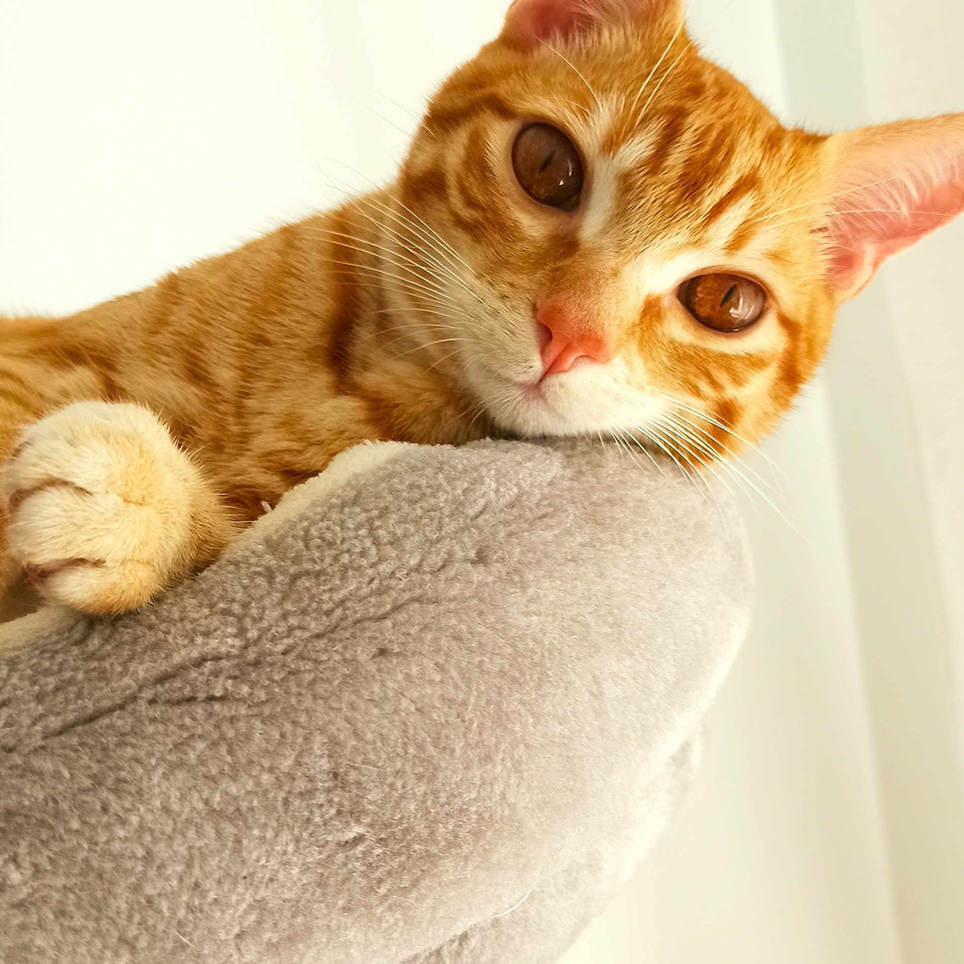 Tigrou