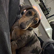 Atlas a rejoint le concours — aidez-le/la à gagner de superbes lots ! puppy, dog, couch, living_room, socks, table, television, sound_system, carpet, modern_interior, relaxing, indoor, pet, fur, cute, curious, seated, cozy, domestic, animal