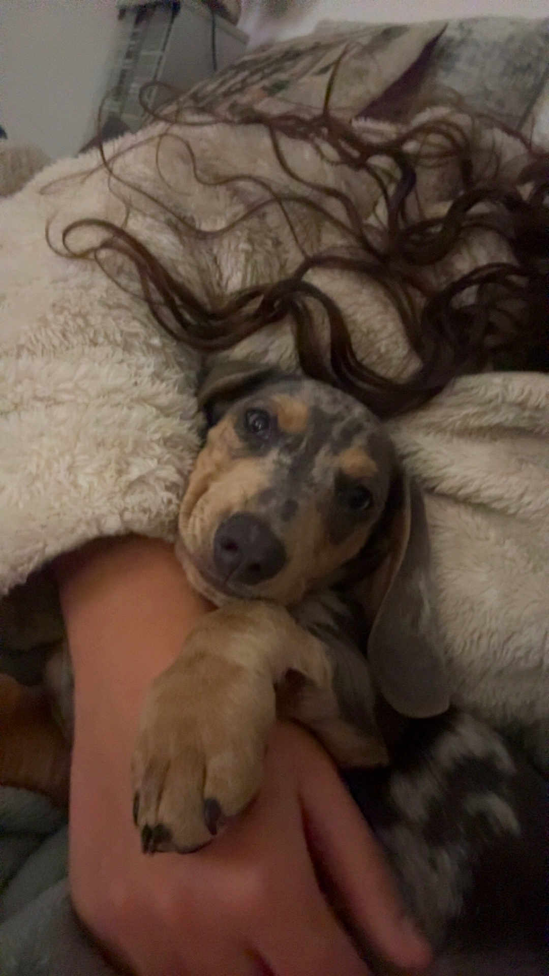 Atlas participe au concours pour gagner de l'argent avec cette photo : dog, puppy, blanket, snuggling, cozy, fur, paw, hand, hair, indoor, resting, sleepy, cute, pet, comfort, warm, closeup, relaxation, animal, domestic