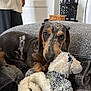 Atlas participe au concours pour gagner de l'argent avec cette photo : dog, puppy, dachshund, plush_toy, blanket, couch, indoor, pet, cozy, brown, black, white, furniture, animal, cute, lying_down, soft_texture, home, resting, playful