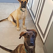 Kinaï participe au concours pour gagner de l'argent avec cette photo : animal, brown_coat, cabinet, canine, collar, curious, cute, dog, domestic, ears, floor, heterochromia, indoor, kitchen, pets, puppy, sitting, tan_coat, tile_floor, young_dog