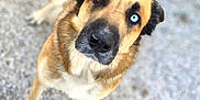 Kinaï a rejoint le concours — aidez-le/la à gagner de superbes lots ! animal, blue_eye, brown_eye, canine, closeup, curious, cute, dog, ears, friendly, fur, gravel, heterochromia, looking_up, mammal, outdoor, pet, portrait, snout, standing