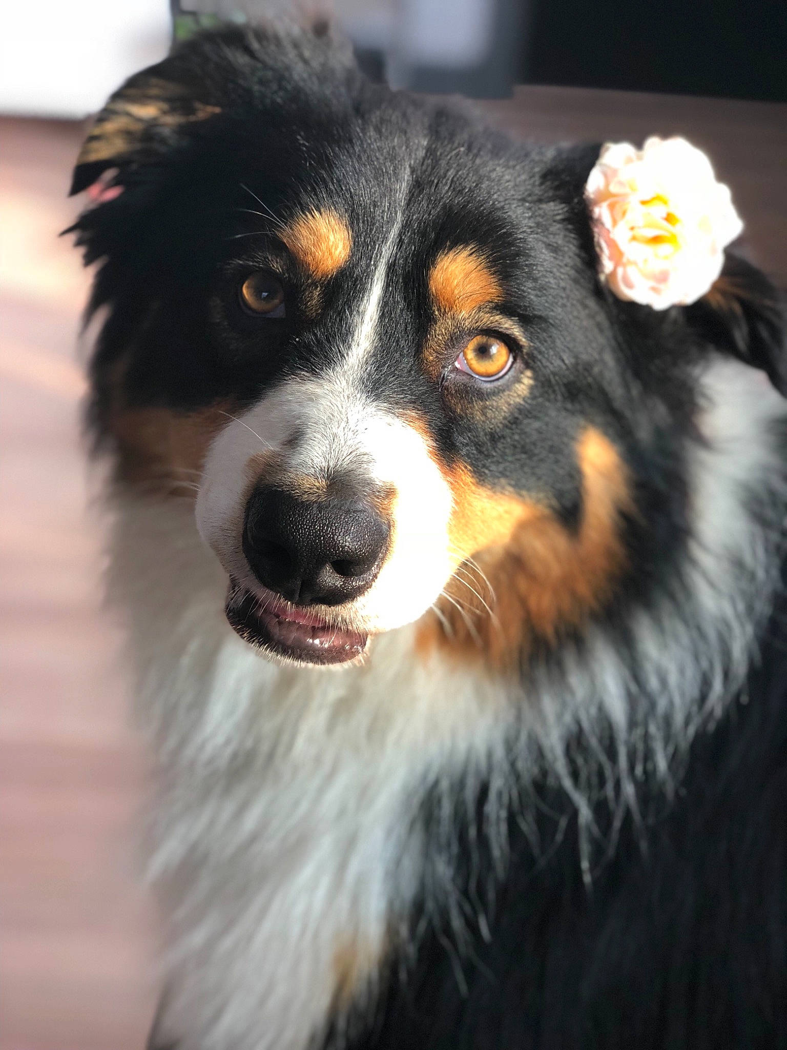 Mila participe au concours pour gagner de l'argent avec cette photo : australian_collie, australian_shepherd, bernese_mountain_dog, border_collie, canidae, carnivore, companion_dog, dog, dog_breed, english_shepherd, fur, herding_dog, mammal, miniature_australian_shepherd, rare_breed_dog, scotch_collie, snout, vertebrate, whiskers, working_dog