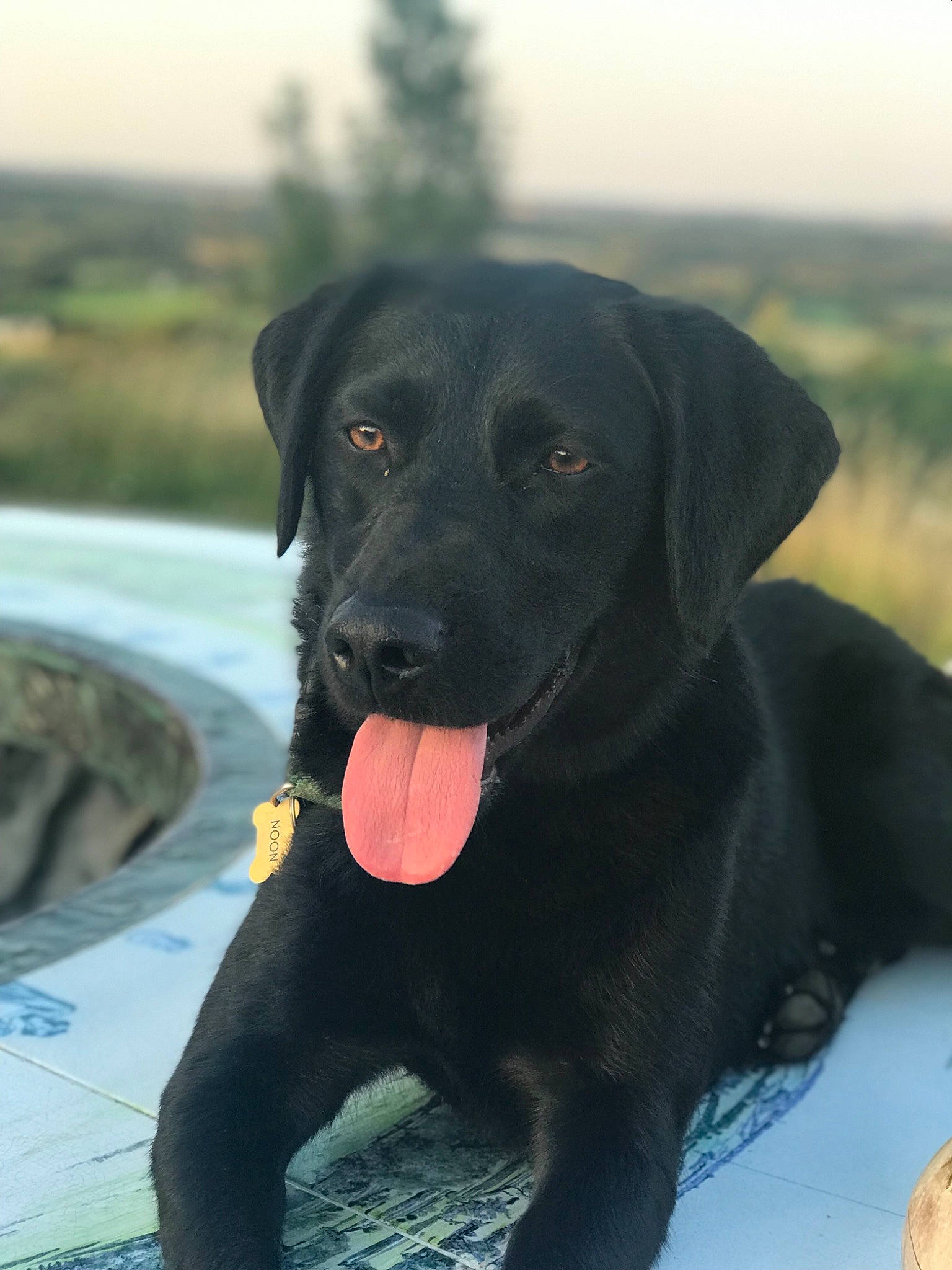 Noon a rejoint le concours — aidez-le/la à gagner de superbes lots ! beagador, borador, canidae, carnivore, dog, dog_breed, flat_coated_retriever, gun_dog, hunting_dog, labrador_retriever, mammal, patterdale_terrier, pointing_breed, puppy, rare_breed_dog, retriever, snout, sporting_group, vertebrate