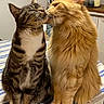 cat, tabby_cat, orange_cat, feline, pets, licking, affection, indoor, tablecloth, striped_pattern, cute, fluffy, whiskers, ears, domestic_cat, companions, sitting, fur, closeup, interaction