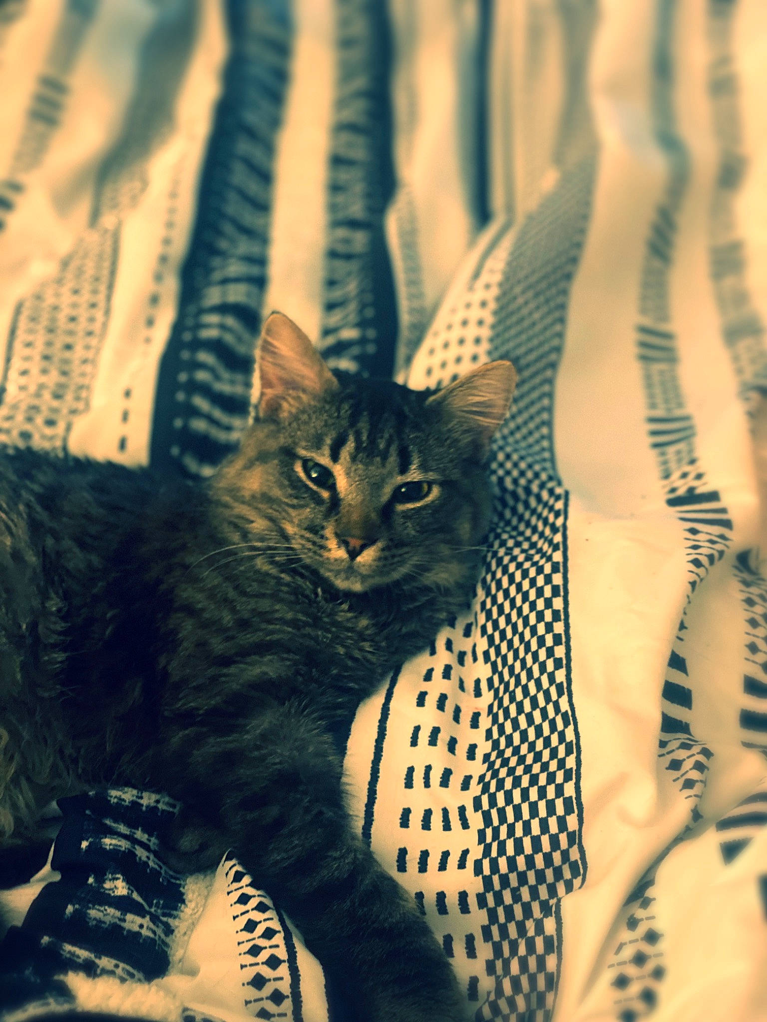 Smokey is registered to the contest to win money with this photo: black_cat, carnivore, cat, claw, domestic_short_haired_cat, felidae, fur, grass, monochrome, monochrome_photography, pattern, paw, plant, small_to_medium_sized_cats, snout, tail, tints_and_shades, tree, whiskers, wildlife