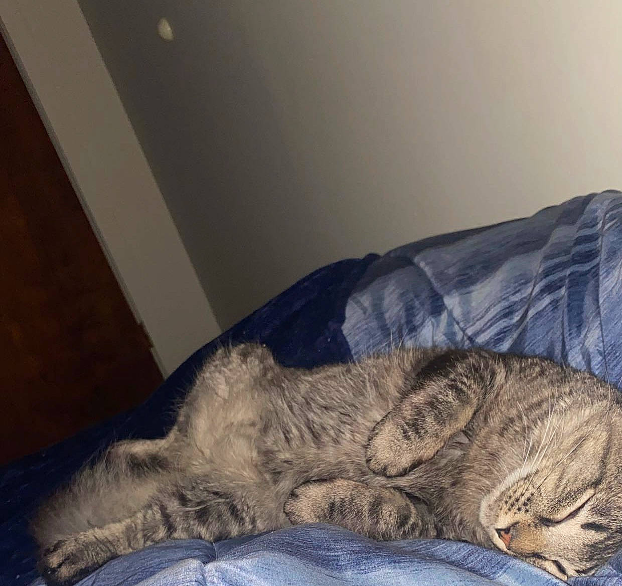 Smokey joined the competition — help win amazing prizes! bed, bedding, carnivore, cat, comfort, domestic_short_haired_cat, electric_blue, felidae, flooring, fur, grey, human_leg, linens, nap, paw, small_to_medium_sized_cats, snout, tail, whiskers, wood