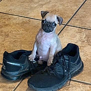 Asteroid joined the competition — help win amazing prizes! puppy, dog, pug, shoes, sneakers, floor, tile, indoor, pet, small, cute, animal, black, brown, fur, ears, looking_up, sitting, adorable, companion