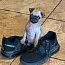 puppy, dog, pug, shoes, sneakers, floor, tile, indoor, pet, small, cute, animal, black, brown, fur, ears, looking_up, sitting, adorable, companion