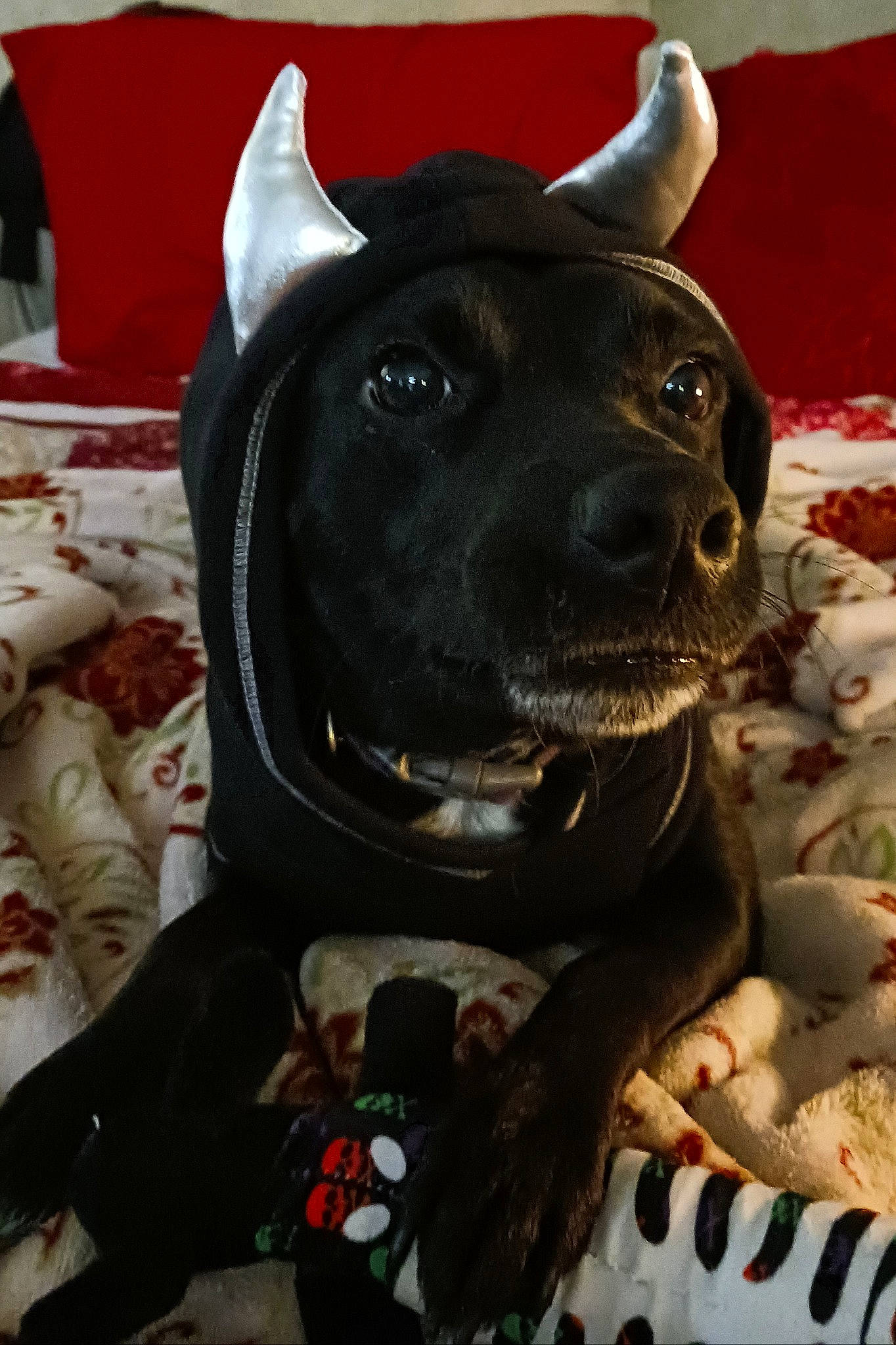 Luna joined the competition — help win amazing prizes! carnivore, collar, companion_dog, dog, dog_breed, dog_collar, dog_supply, fashion_accessory, fawn, fur, guard_dog, helmet, leash, personal_protective_equipment, pet_supply, snout, sporting_group, toy_dog, whiskers, working_animal