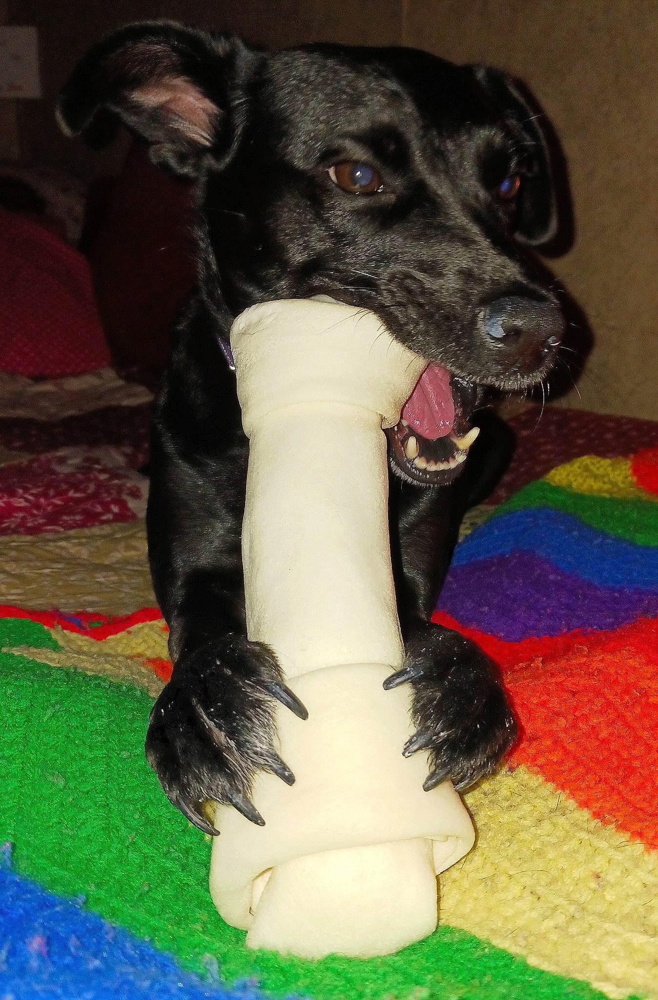 Luna is registered to the contest to win money with this photo: canidae, carnivore, collar, companion_dog, dog, dog_breed, dog_collar, dog_supply, fawn, fur, paw, pet_supply, rampur_greyhound, sighthound, snout, sporting_group, tail, terrestrial_animal, whiskers, working_animal