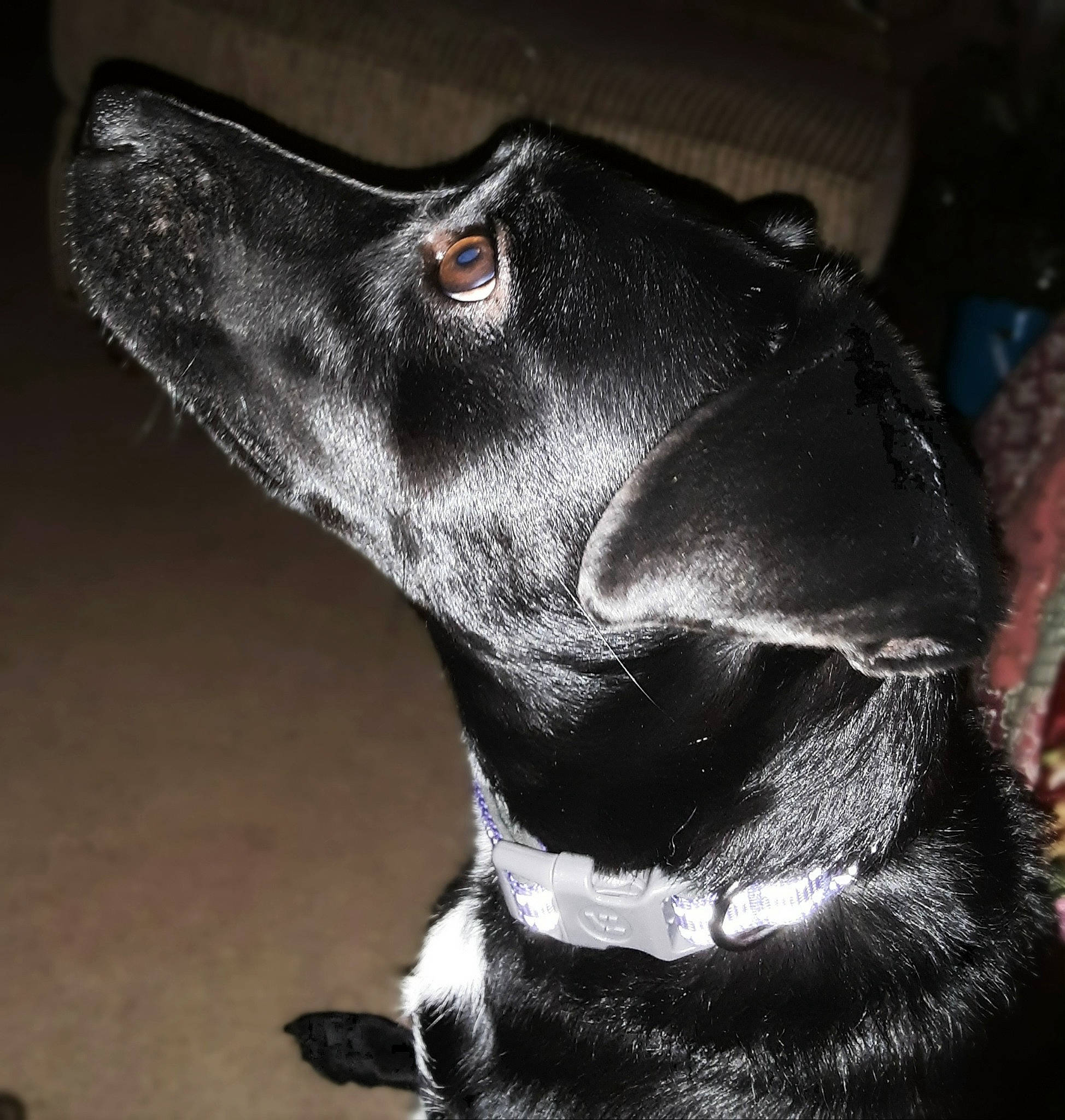 Luna joined the competition — help win amazing prizes! borador, canidae, carnivore, companion_dog, darkness, dog, dog_breed, ear, fur, hunting_dog, non_sporting_group, snout, sporting_group, terrestrial_animal, whiskers, working_animal