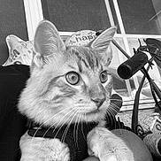 Rambo is registered to the contest to win money with this photo: animal, arm, balloon, black_and_white, cat, close_up, curious, domestic_cat, ears, face, feline, fur, holding, human, indoor, pet, portrait, resting, whiskers, window