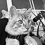 animal, arm, balloon, black_and_white, cat, close_up, curious, domestic_cat, ears, face, feline, fur, holding, human, indoor, pet, portrait, resting, whiskers, window