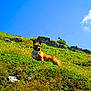 Baya a rejoint le concours — aidez-le/la à gagner de superbes lots ! dog, outdoor, hill, grass, nature, sky, blue_sky, greenery, animal, canine, sunlight, landscape, rock, mountain, pet, mammal, daytime, alert, resting, scenery