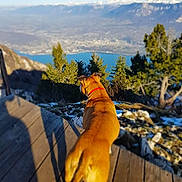 Baya participe au concours pour gagner de l'argent avec cette photo : dog, dog_back, wooden_platform, mountains, lake, trees, nature, outdoor, scenic_view, landscape, sunlight, shadow, red_collar, animal, canine, summer, blue_sky, forest, rocks, hiking